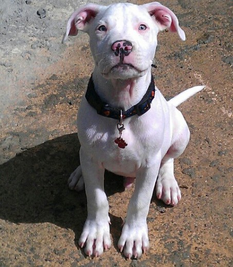 Zeus con solo 3 meses... Mi perri-hijo, el mejor hermano para mi hija ;)